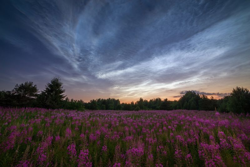 про серебристые облака,  белые ночи и теплое лето фото превью