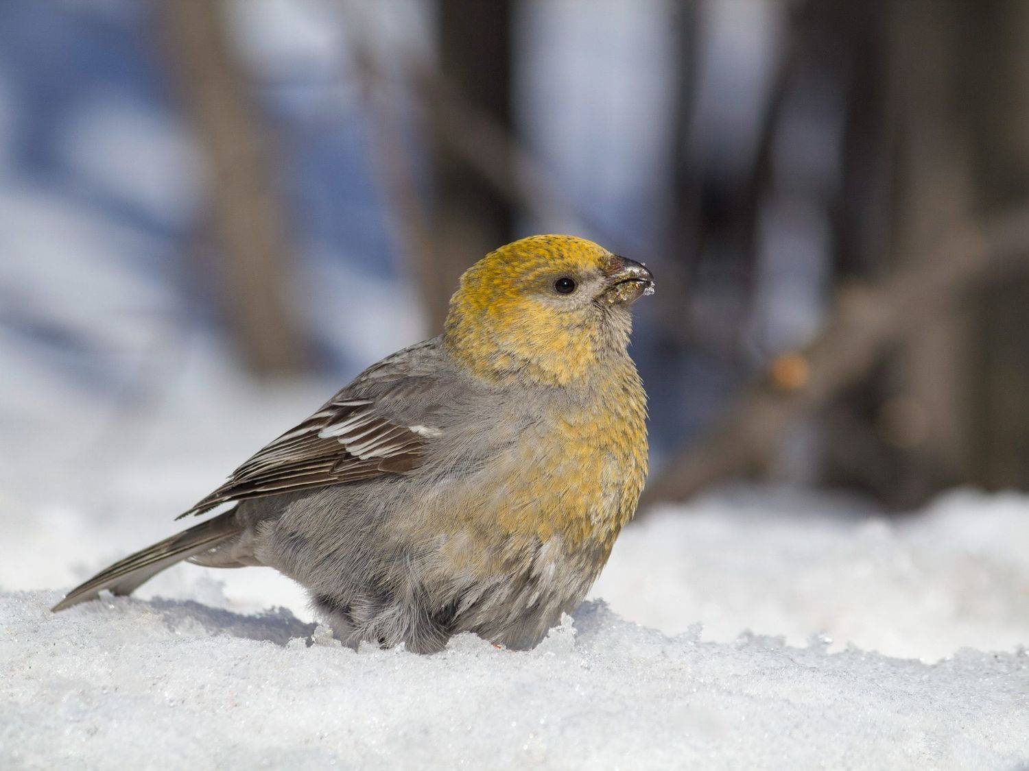 щур, птицы, новосибирск, Денис Воронов