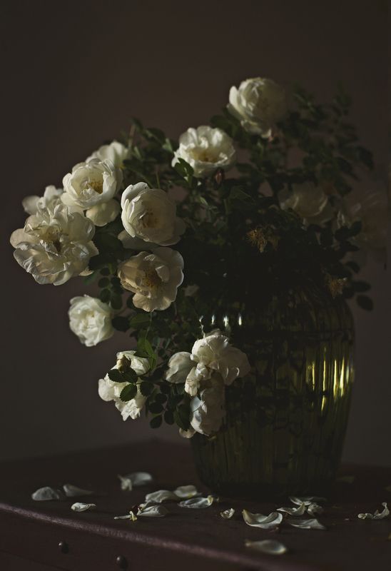 шиповник фото превью