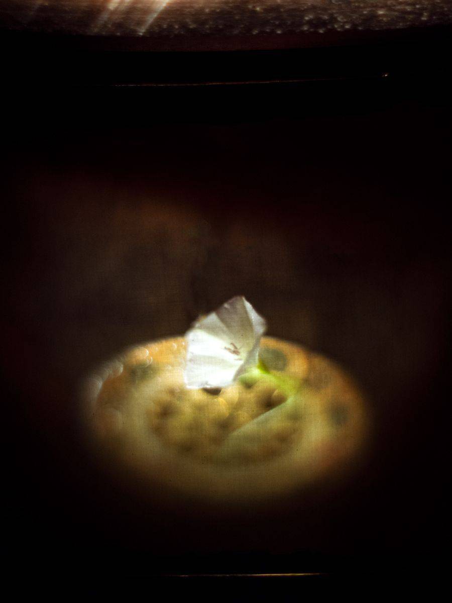 , Татьяна Аверина