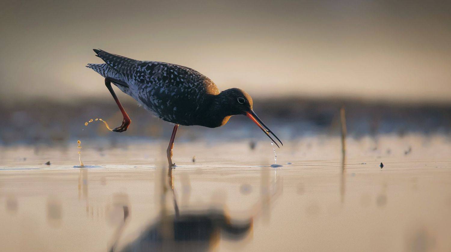 , Grzegorz Dąbrowski