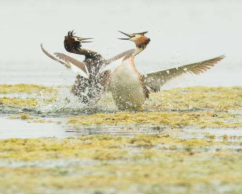 Бойцовский клуб