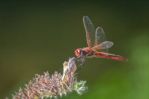 Odonatas