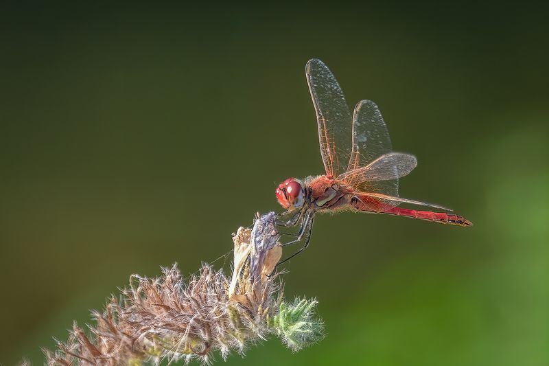odonata; dragonfly; libellule; insect; Odonatas фото превью