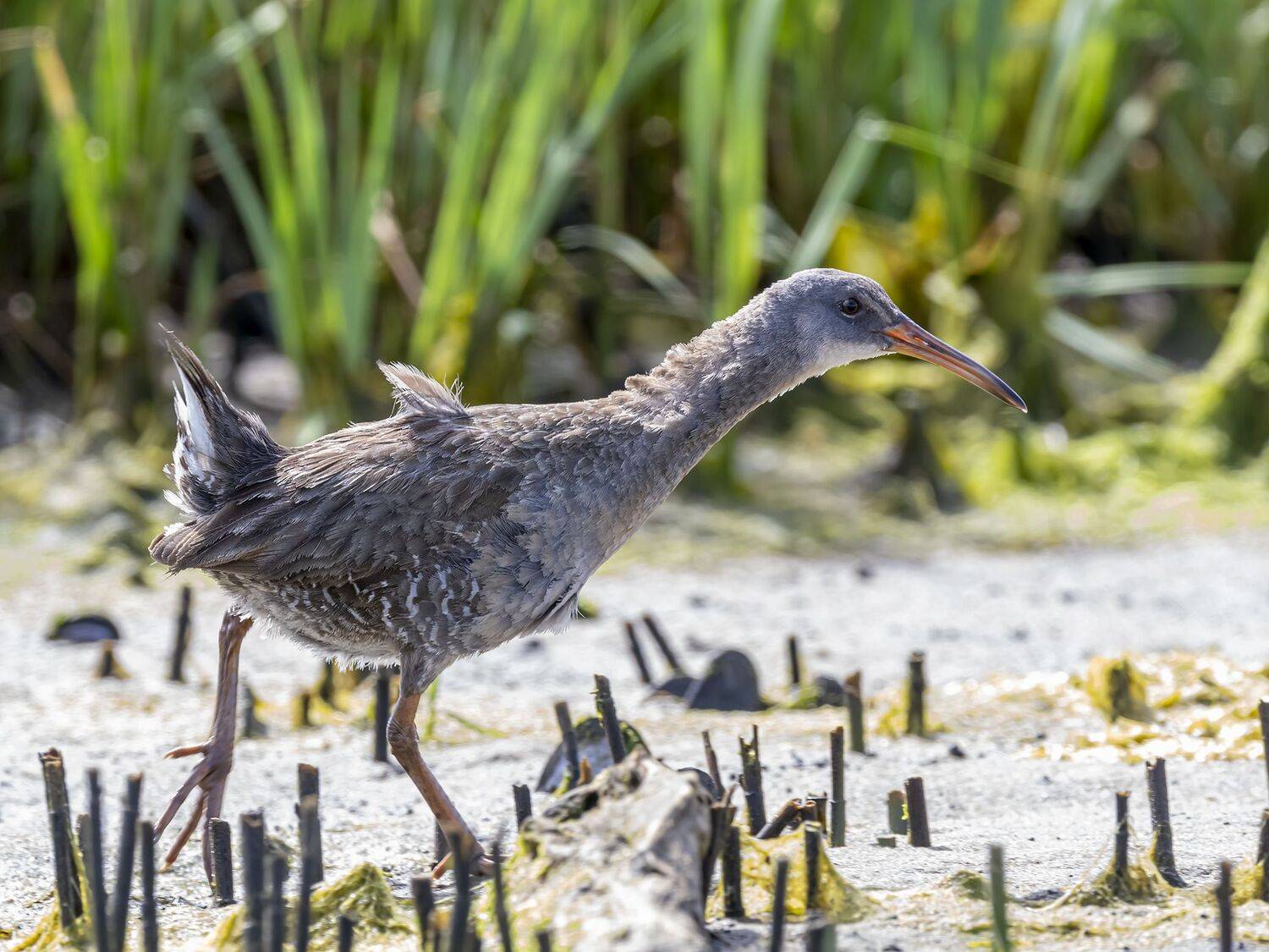 , Fernando Burgalin Sequeira