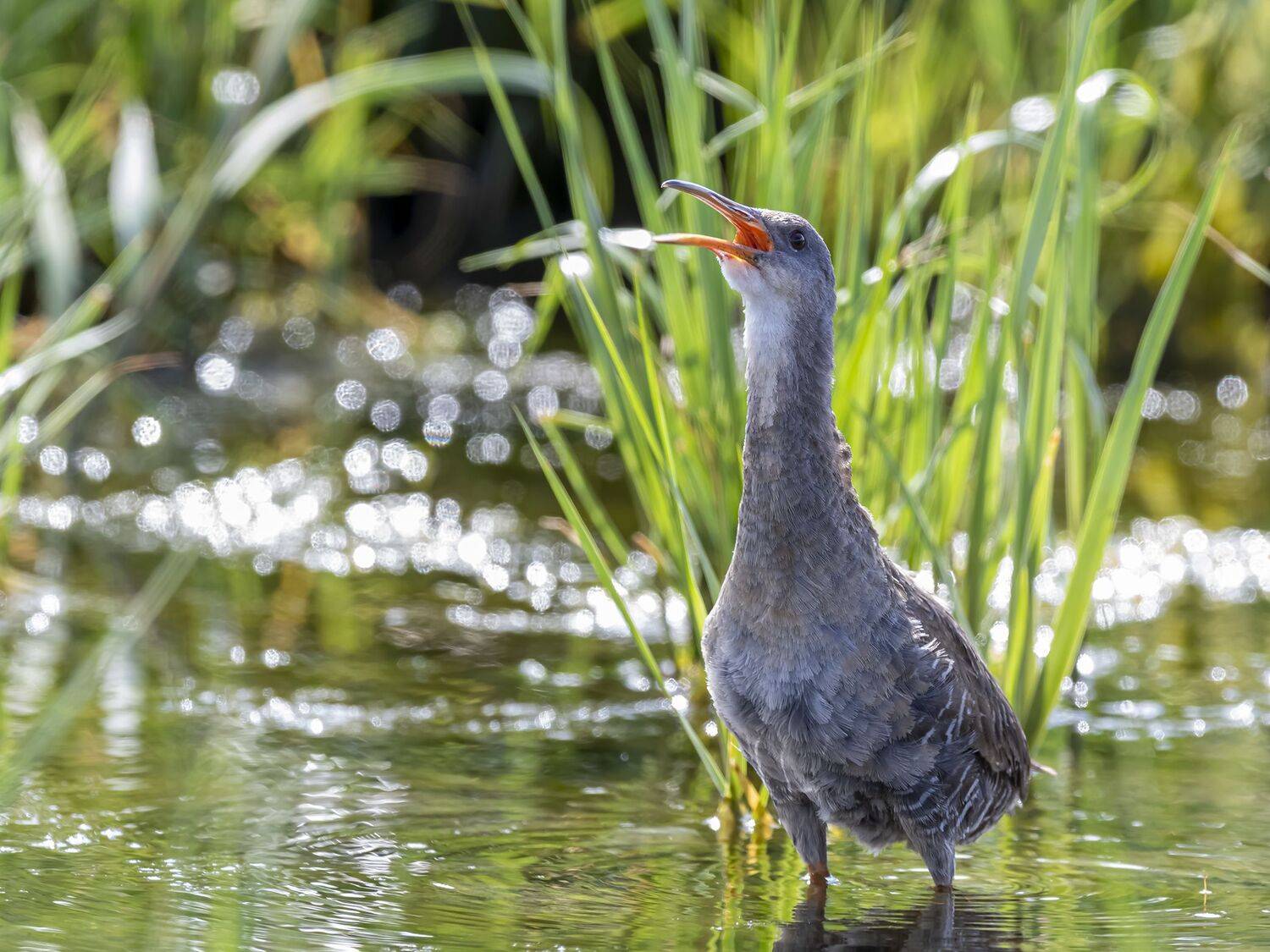 , Fernando Burgalin Sequeira