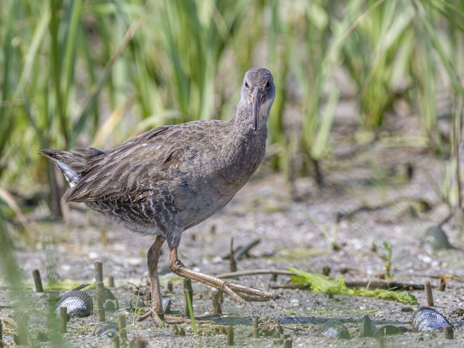 , Fernando Burgalin Sequeira