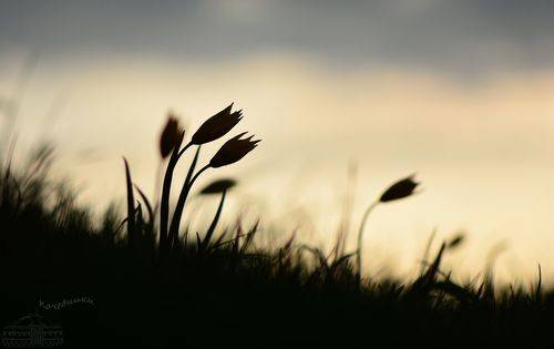 Силуэты весны