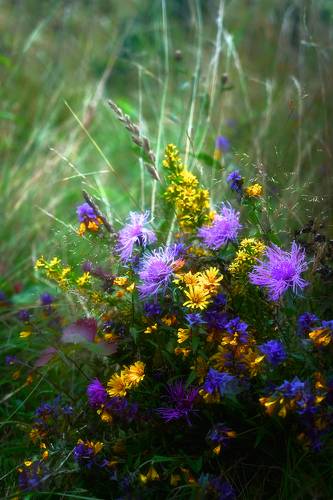 Полевые цветы