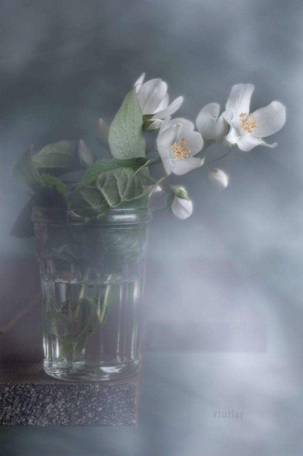 жасмин, чебушник, Владимир Тузлай