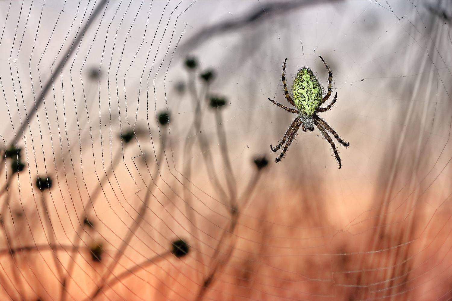 , Олег Резенов