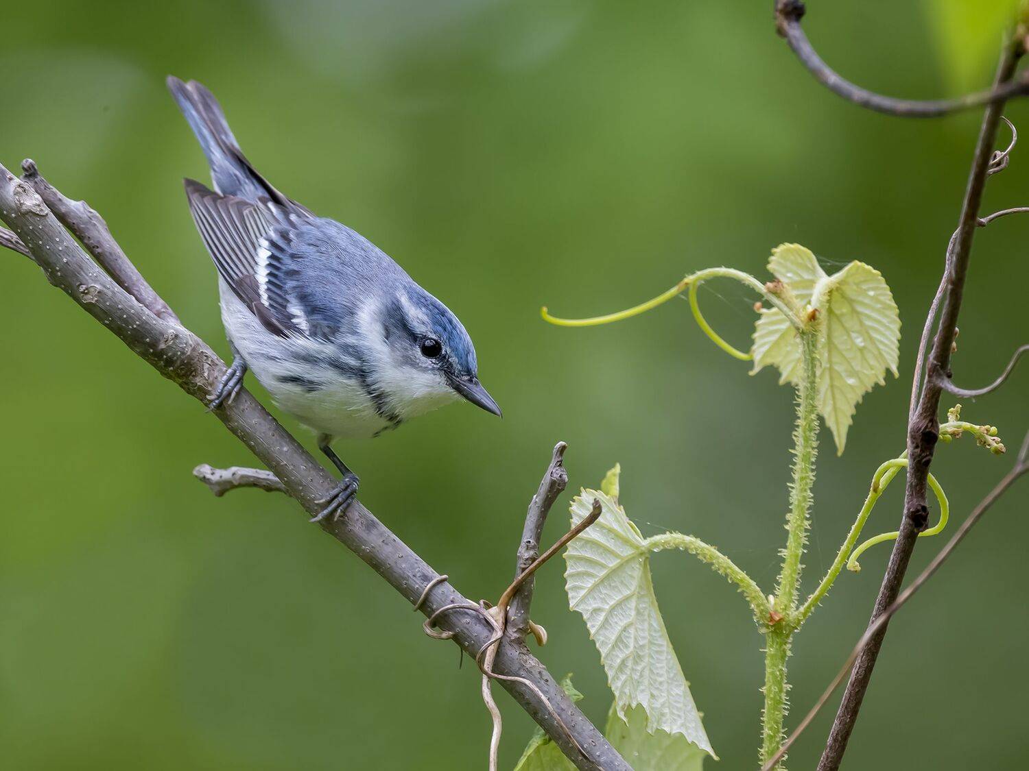 , Fernando Burgalin Sequeira