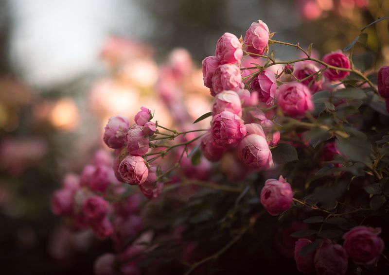 Pomponella rose фото превью