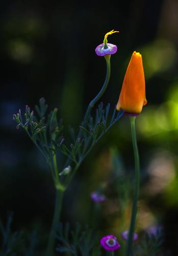 Натюрморт в вечернем свете