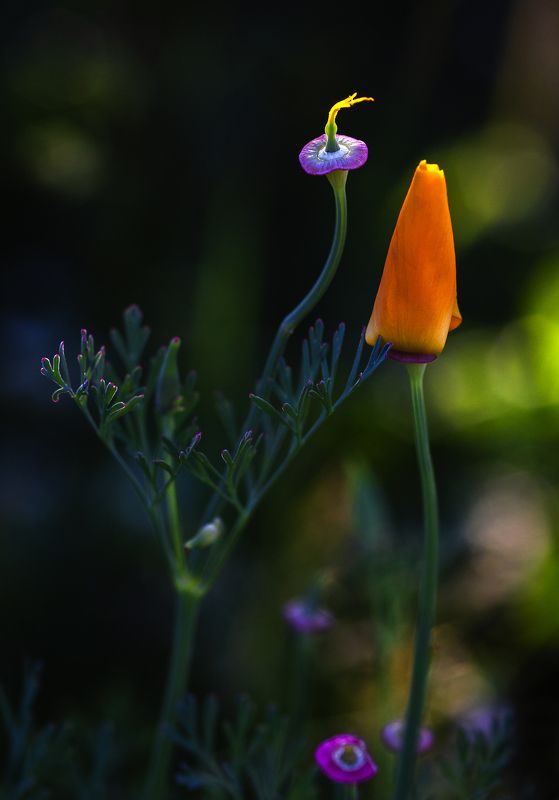 природа, дача, сад, цветы Натюрморт в вечернем свете фото превью