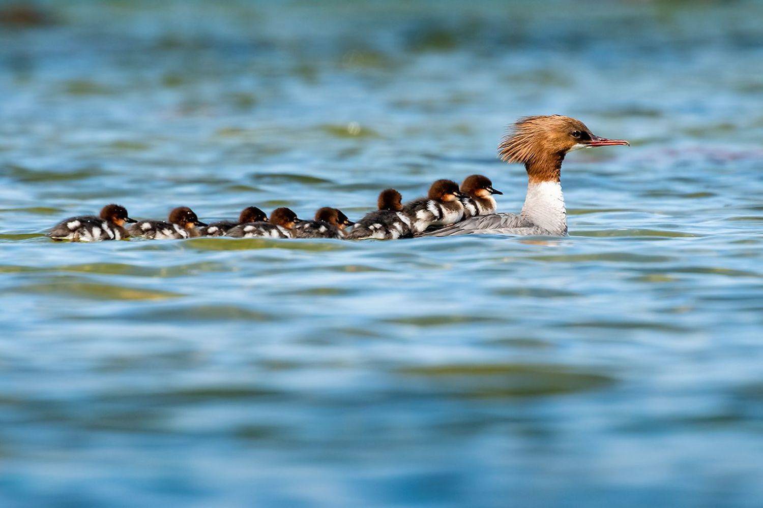 , Александр Абросимов