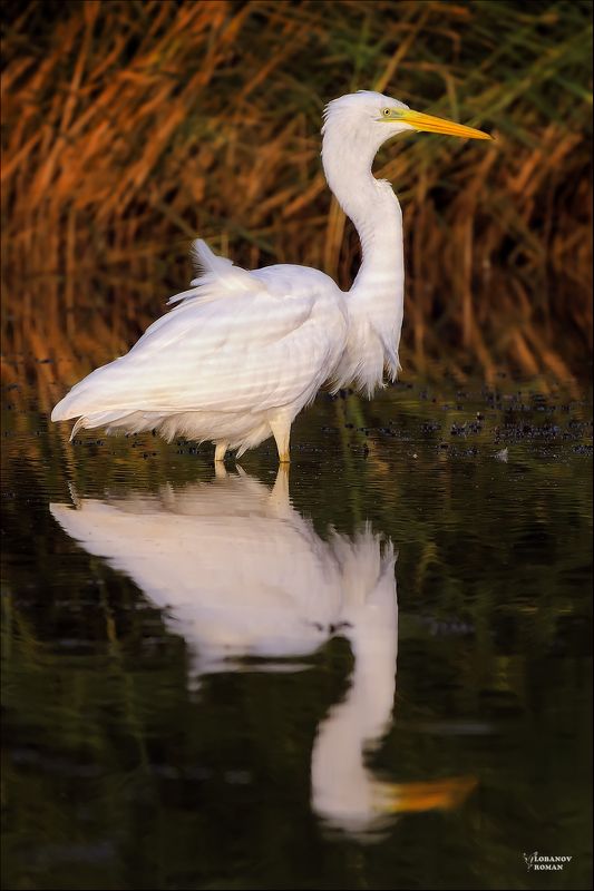 Суровый фото превью
