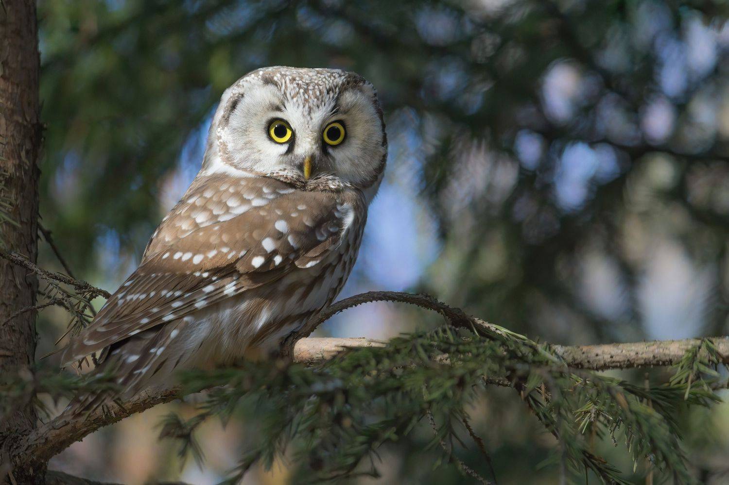 сыч, мохноногий сыч, птицы, новосибирск, Денис Воронов