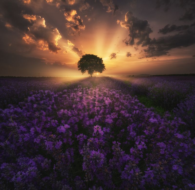 Лаванда в Болгарии фото превью