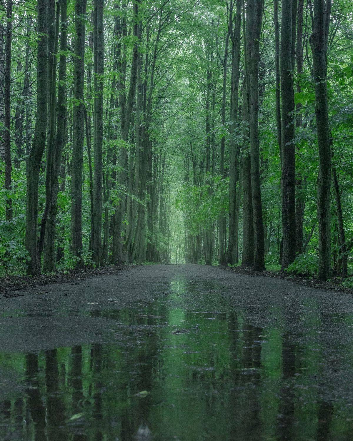 парк, аллея, природа, отражение, пейзаж, Московская область, Мартыненко Дмитрий