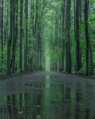Аллея в парке после дождя