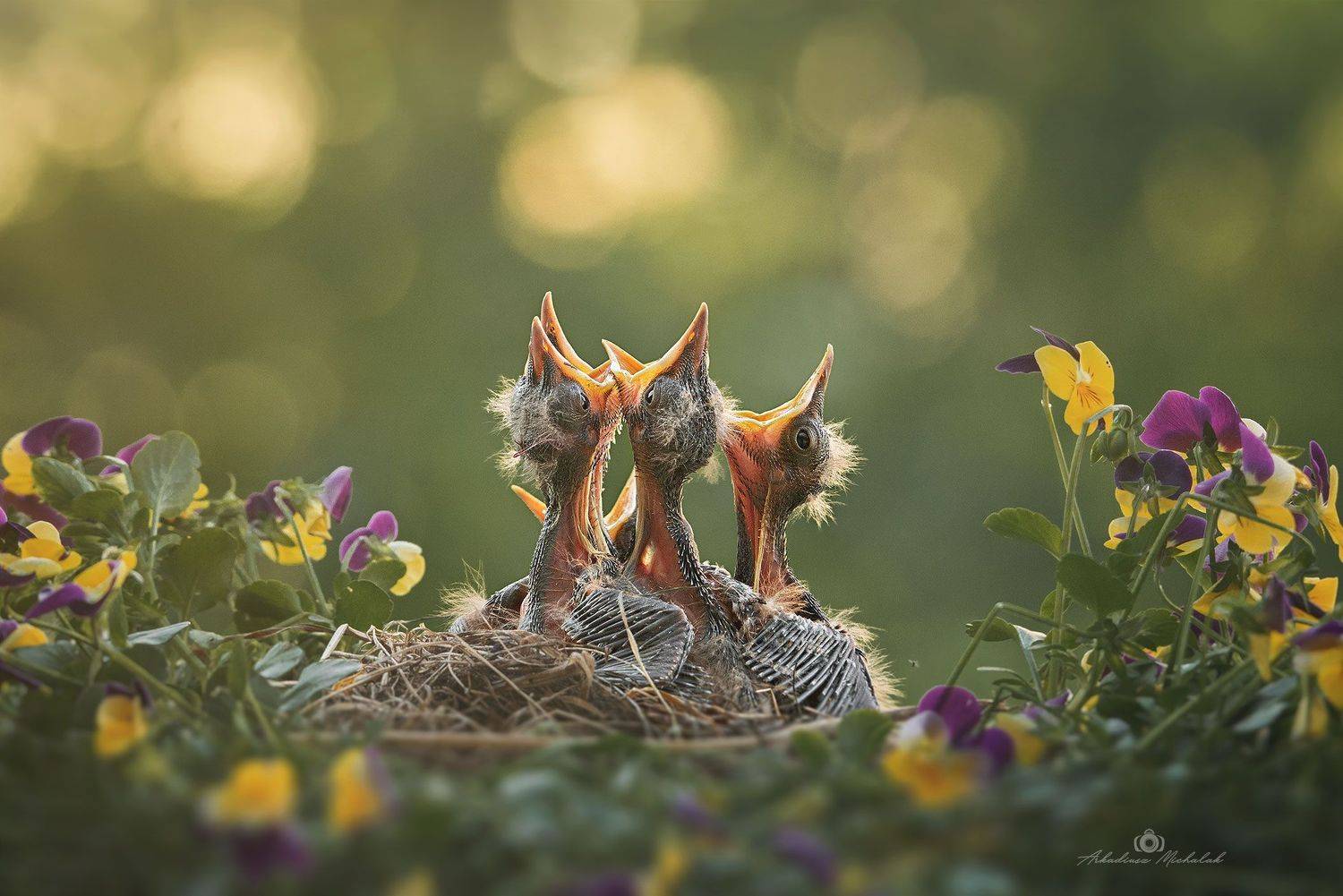 , Arkadiusz Michalak