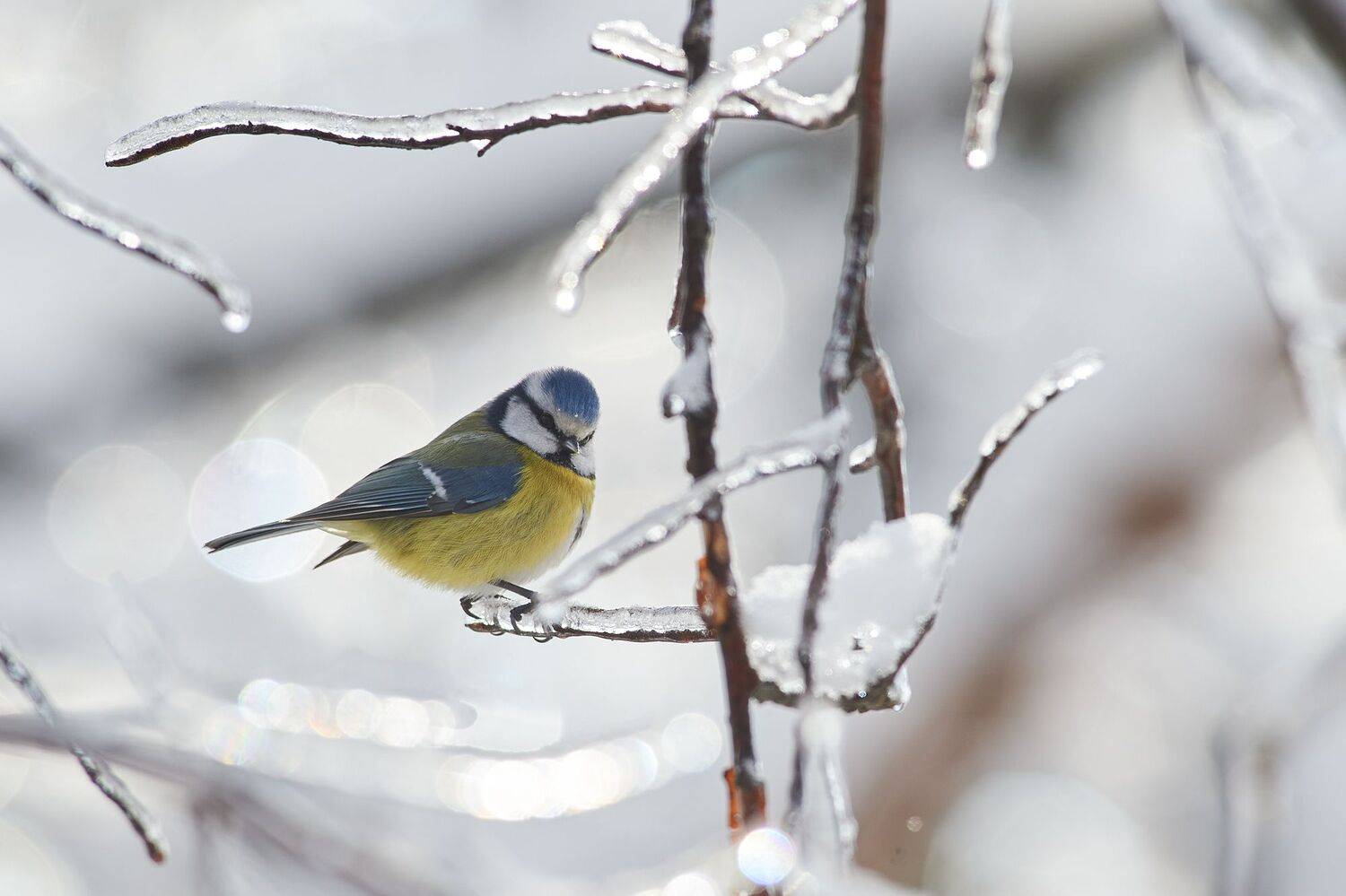 nature, wildlife, birds, Калин Ботев