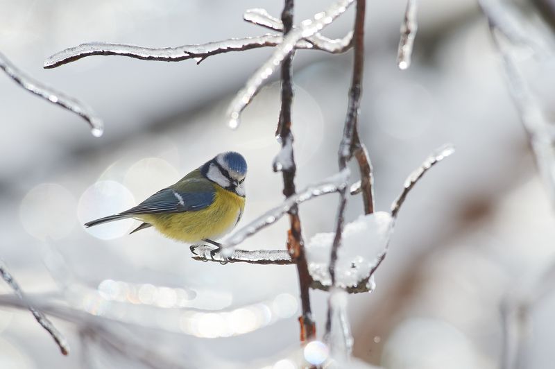 nature, wildlife, birds *** фото превью