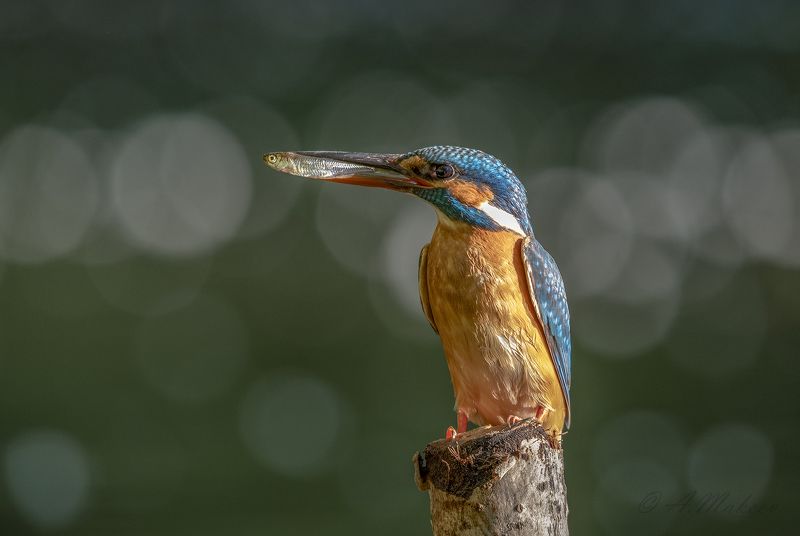 зимородок С уловом... фото превью