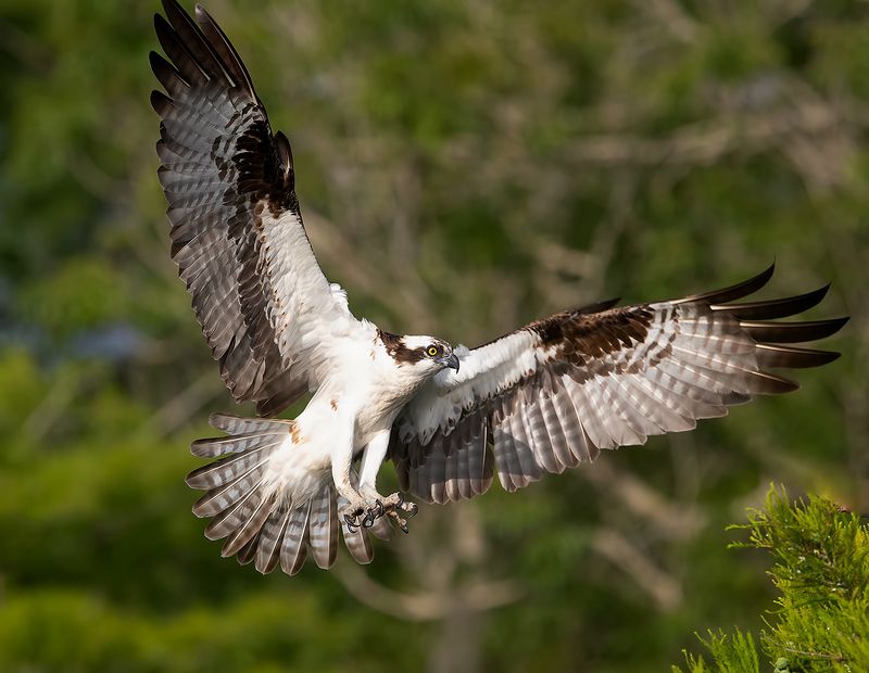 скопа, osprey, florida, флорида, хищные птицы Osprey - Скопа фото превью