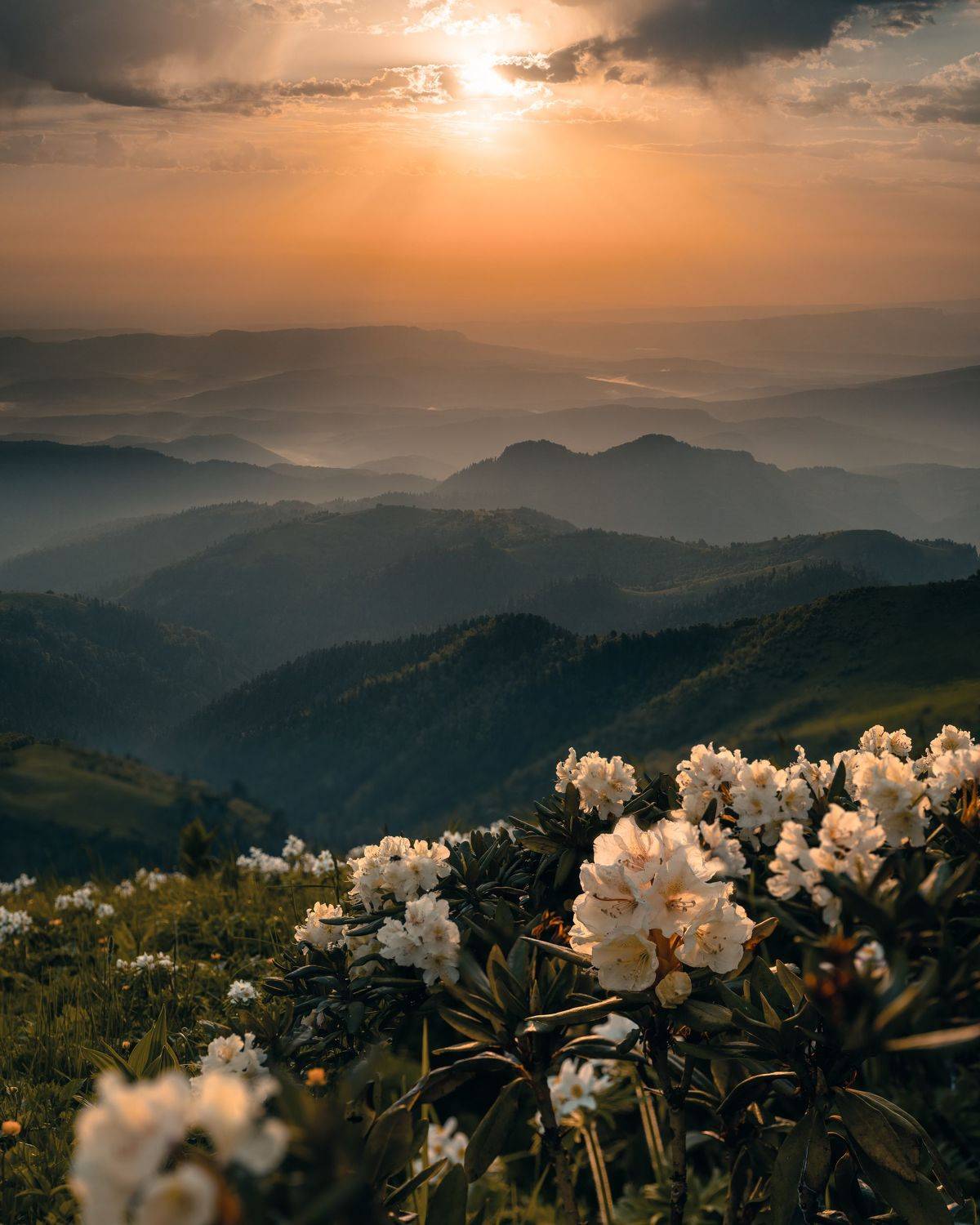 рододендрон, тхач, рассвет, Алексей Ставрович