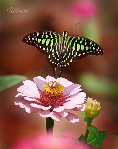 Поехали! / Butman