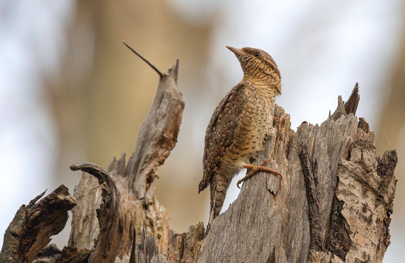 птица вертишейка, Руслан Сигушин