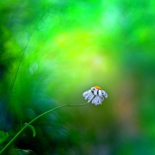 Этюды лета...