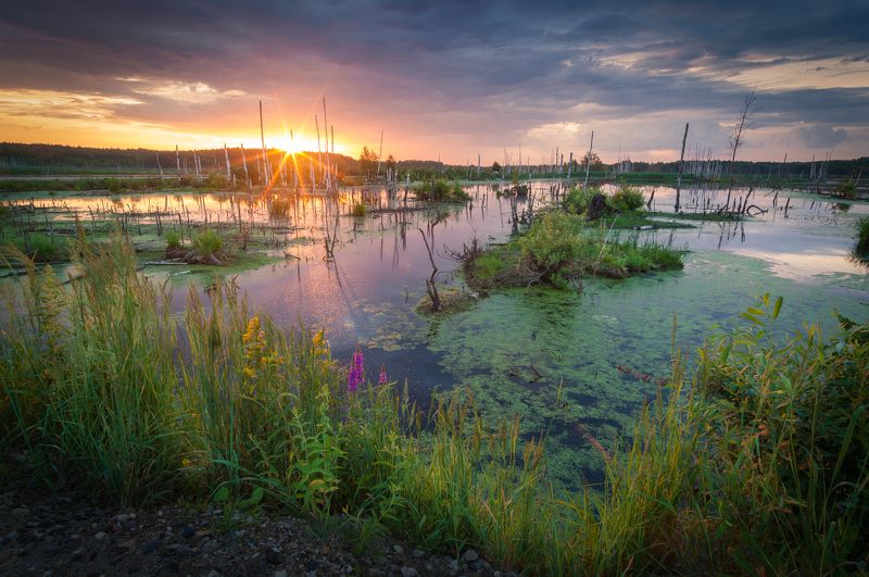 Летний рассвет над болотом фото превью