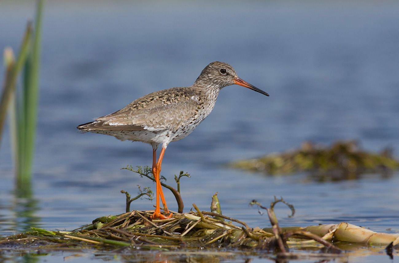 кулик,травник,болото,, Иван