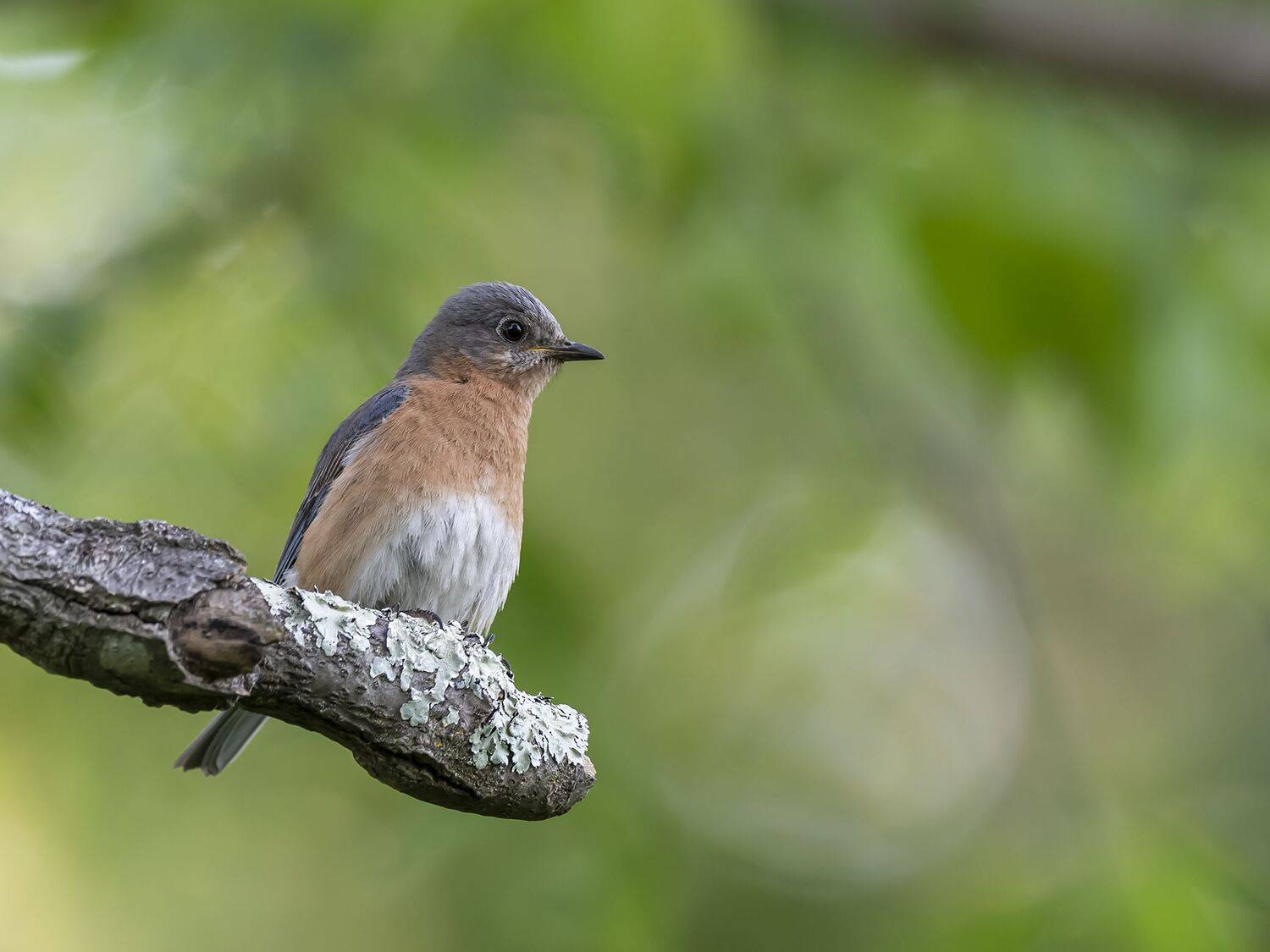 , Fernando Burgalin Sequeira
