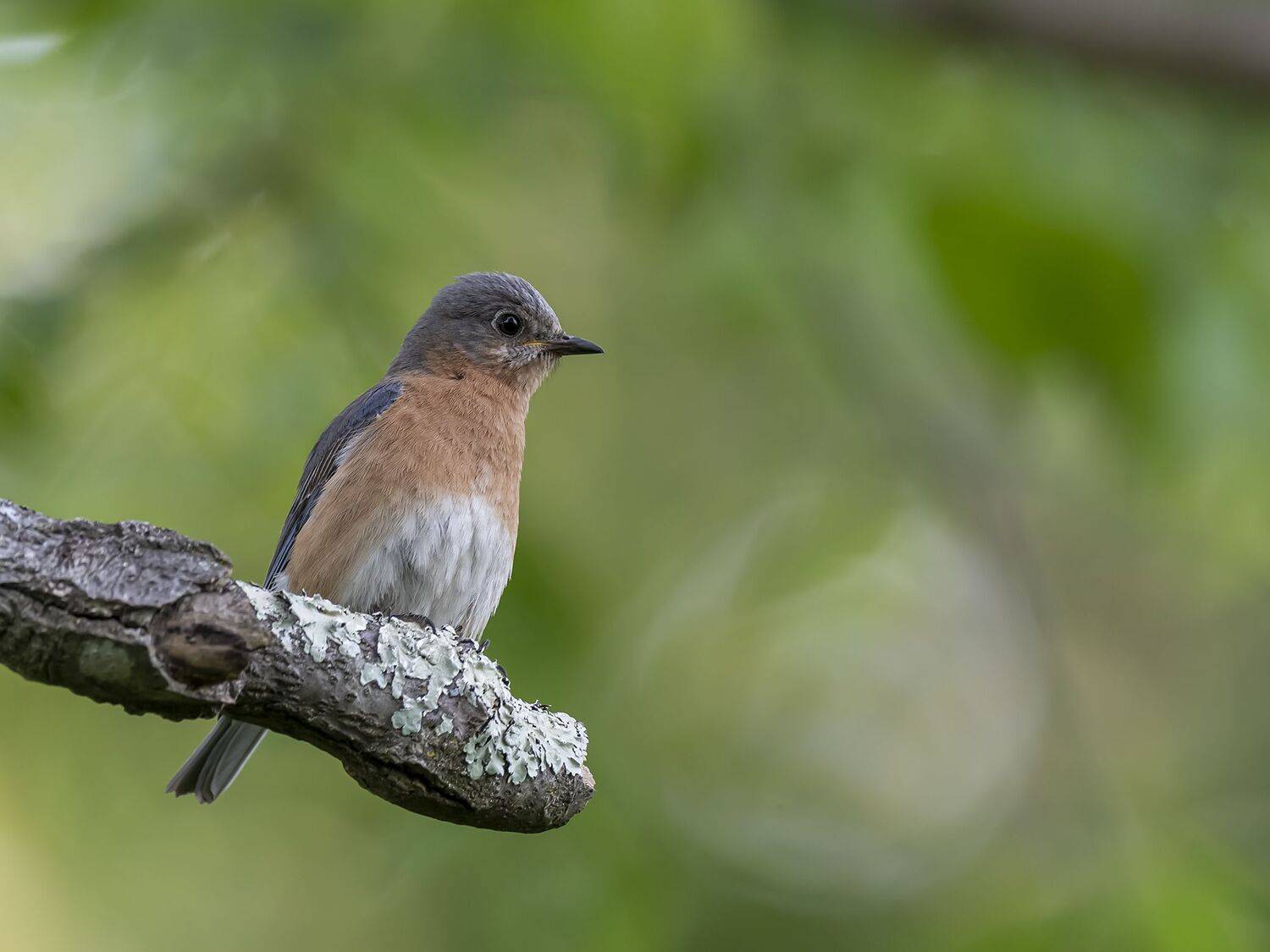 , Fernando Burgalin Sequeira