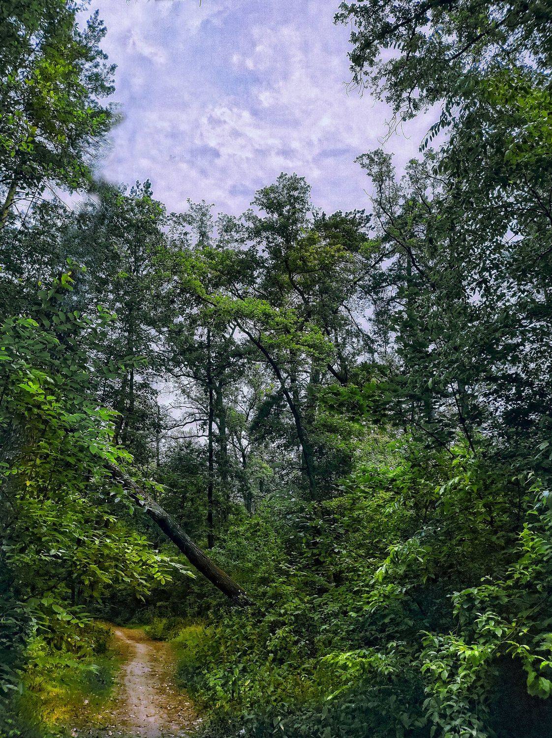 ,  Александр