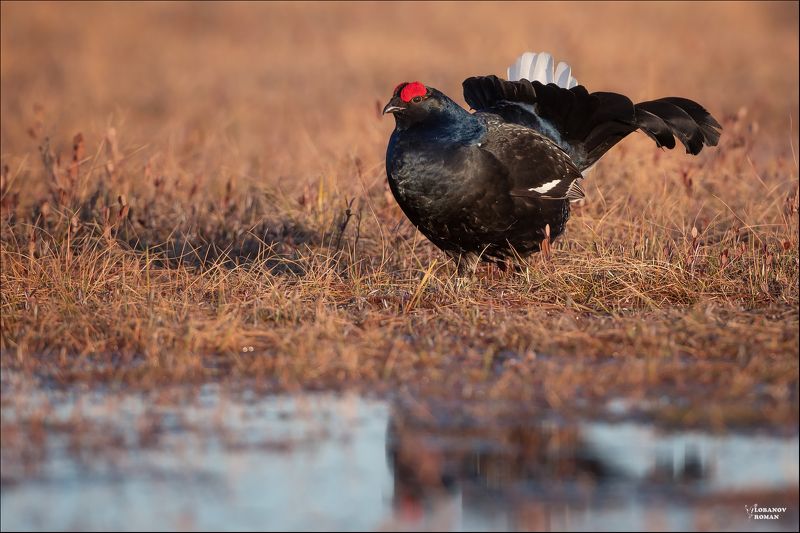 * * * фото превью