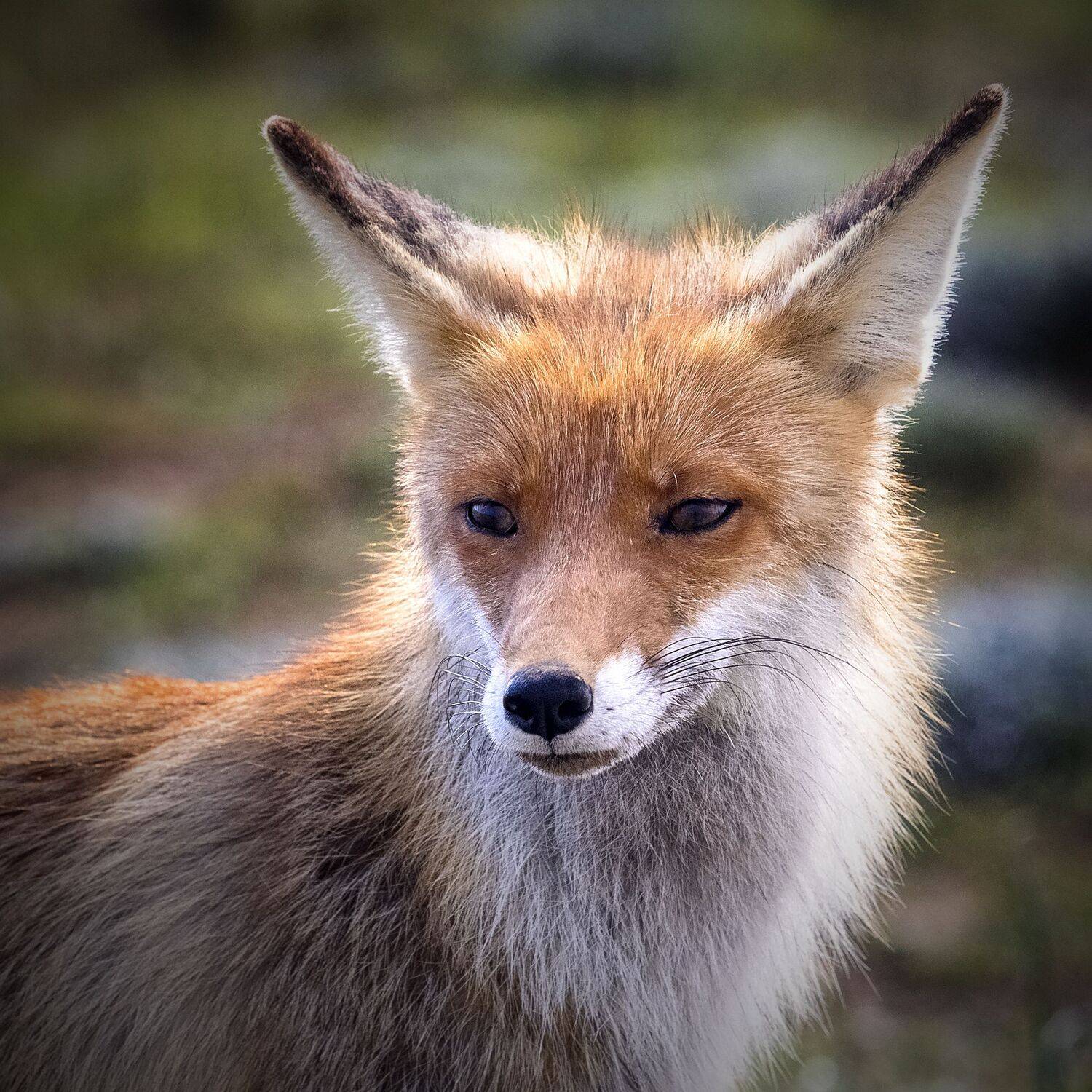 лиса, животные, путешествие, природа, Александр Игнатьев