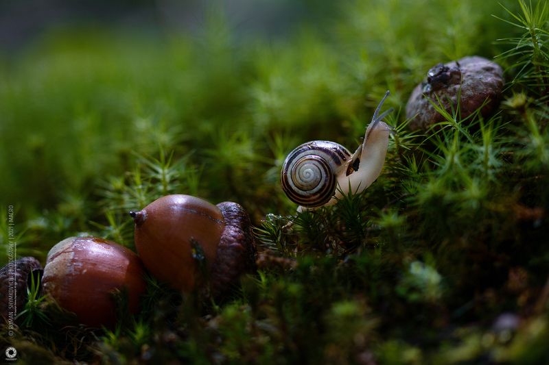 Путешественник. фото превью