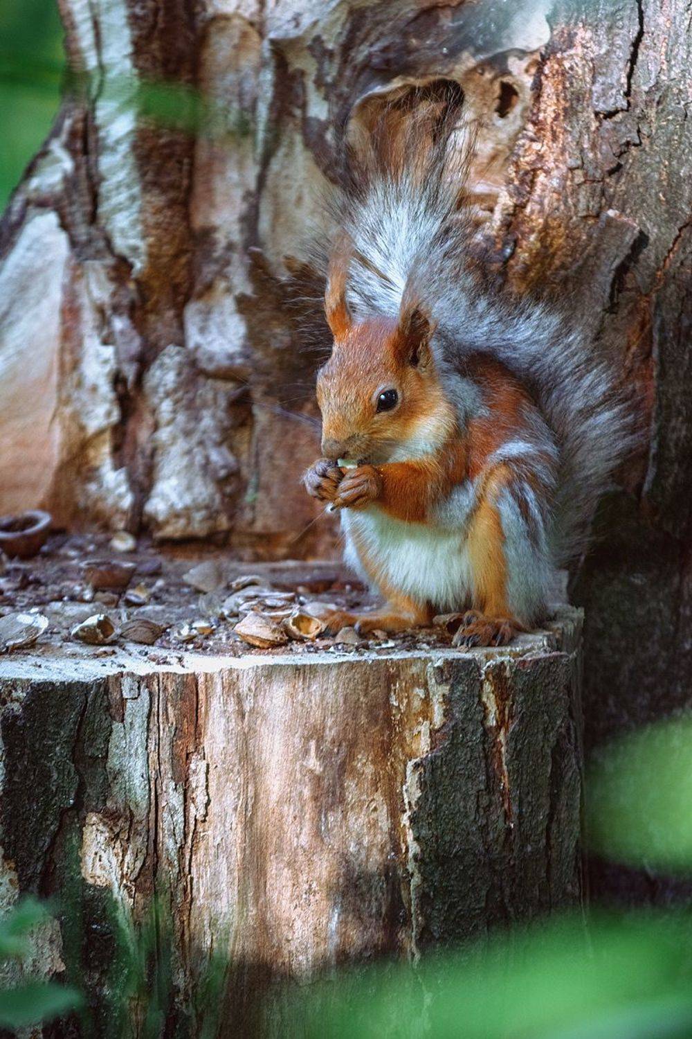 canon 55-250, beautiful, красивый, moment, момент, nature, природа, wildlife, animal, животное, red, рыжая, squirrel, белка,, Наталья Терентьева