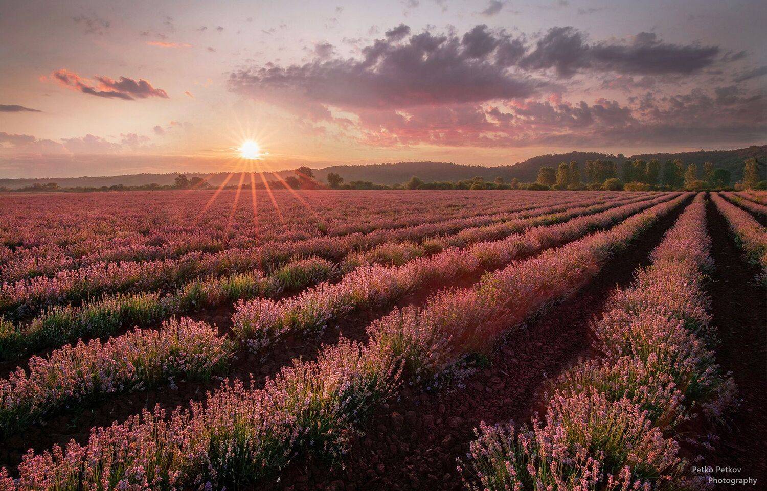 , Петко Петков