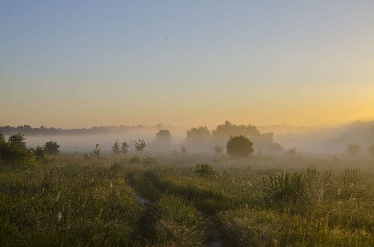 природа. туман. утро, Александр Березуцкий