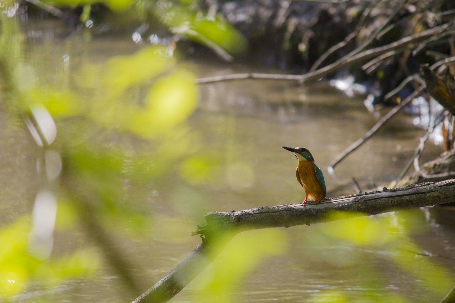 зимородок, птицы, новосибирск, Денис Воронов