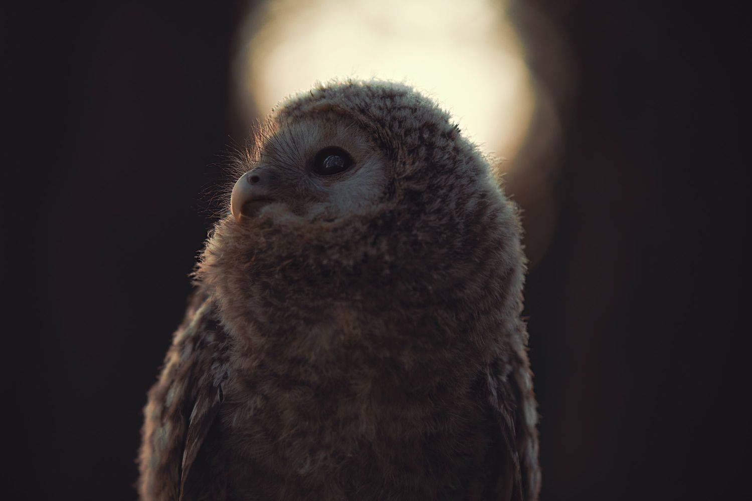 , Наталия Поникарова