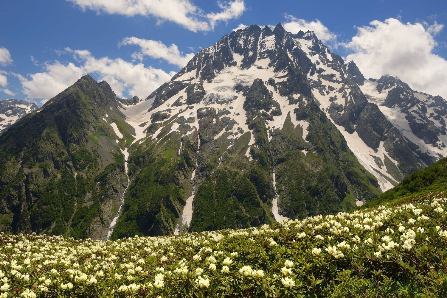 горы лето рододендрон пшиш, Александр Жарников