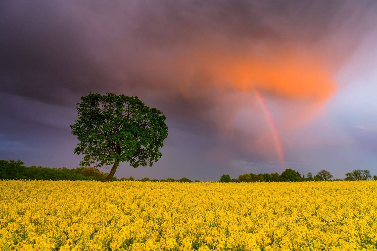   sunset, rainbow, landscape, Poland, Kociewie, clouds, sky, rape, fields, Roman Hudzik