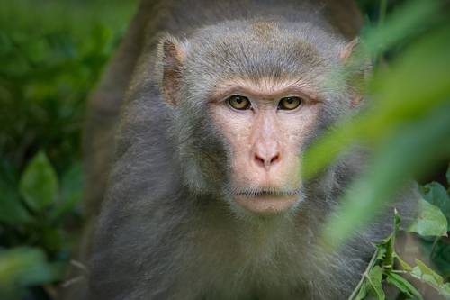 rhesus macaque